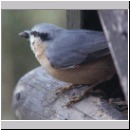 Sitta europaea - Kleiber 03.jpg